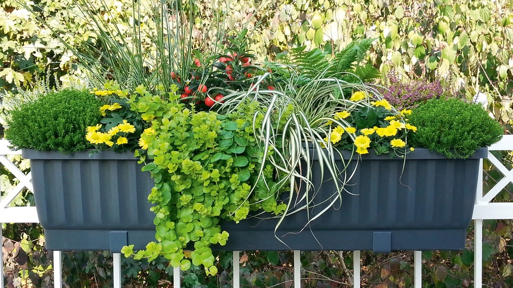 Blumenkasten VENEZIA braun 60 cm, inkl. Wasserstandsanzeiger