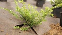 Unkrautvlies PLANTEX GOLD, 100 m lang, 400 cm breit