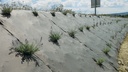 Bio-Unkrautvlies BIOCOVERS, 50 m lang, 400 cm breit