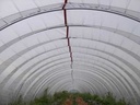 Gewächshausfolie transparent, L. 30 m, B. 800 cm, D. 0.18 mm