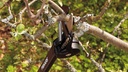 Schneidgiraffe FISKARS 230 cm lang