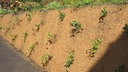 Böschungsmatte PLANTEX® COCOMAT, 22.5 m lang, 240 cm breit