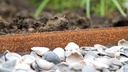 Randbegrenzung Stahl unbeschichtet rostig 3 mm x 15.2 cm