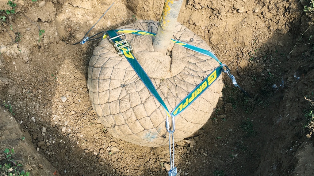 Wurzelballenverankerung GRIPPLE PRBK 3 mit Erdanker