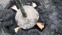 Wurzelballenverankerung ARBRETIO®