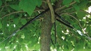 Baumverankerung GRIPPLE TGK 5