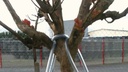 Baumverankerung, Baumhöhe 2-4.5 m