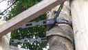 Baumbinder (Kettenbinder) No. 5, schwarz, 25.4x3.8 mm, Rolle à 25 m
