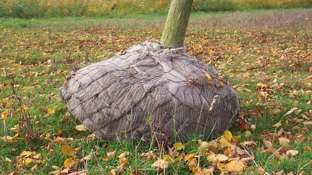 Tissé PLANTATEX largeur 160 cm, rouleau de 100 m