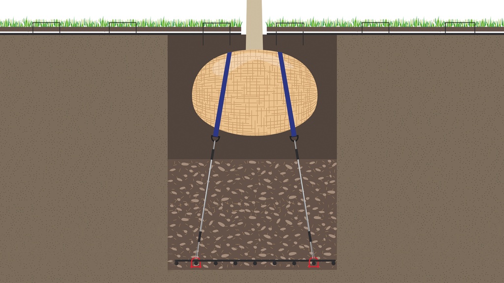 Wurzelballenverankerung mit Schäkel, Baumhöhe 4-6 m
