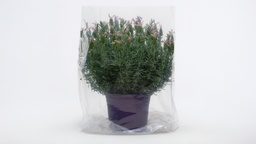 [453.068] Flachbeutel transparent 60 x 75 cm, Rolle à 100 Stück